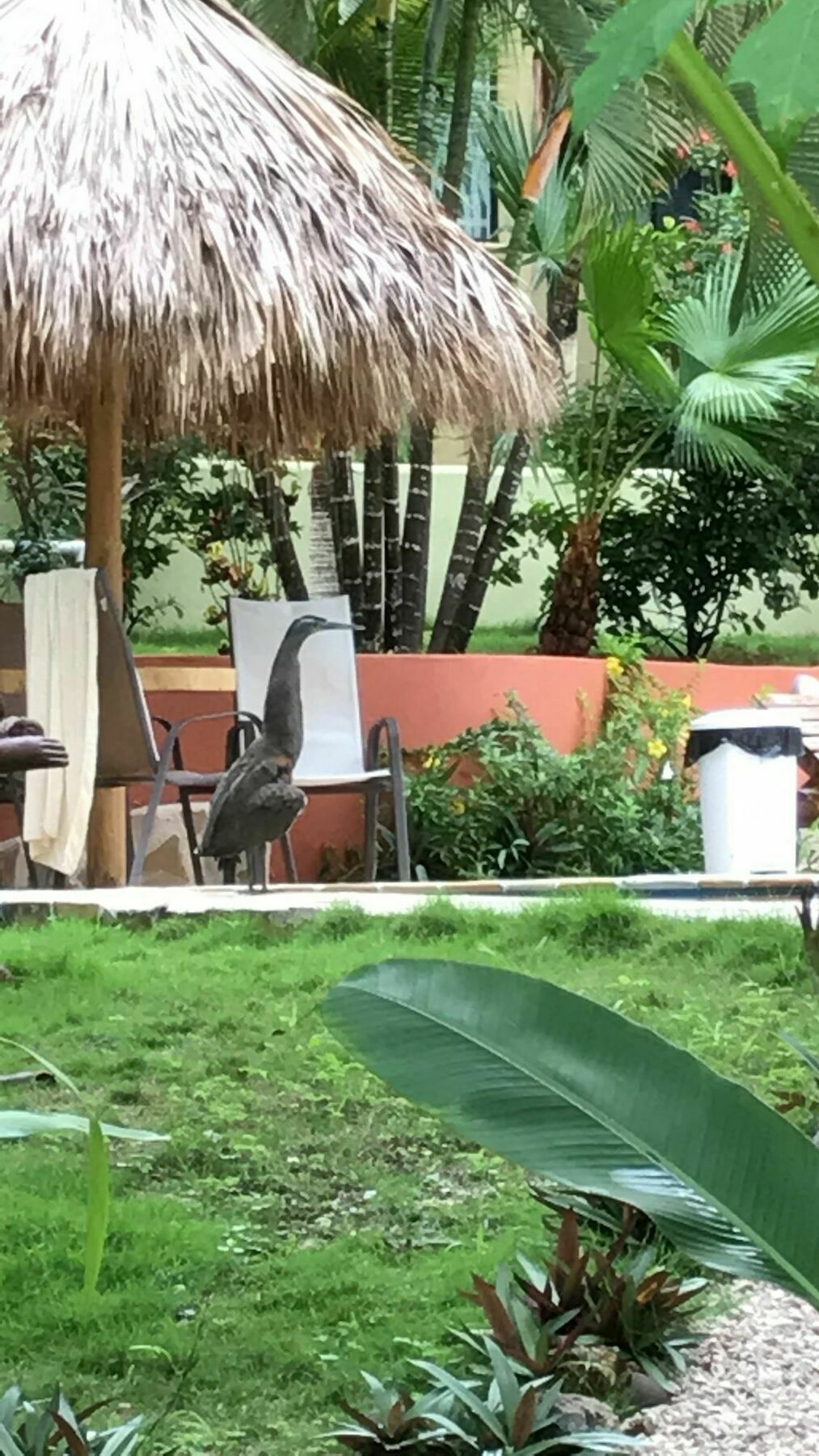 Fuego Lodge Playa Santa Teresa  エクステリア 写真